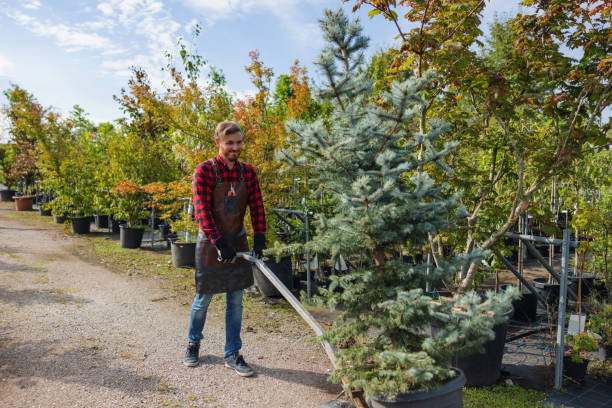 The Steps Involved in Our Tree Care Process in Elwood, KS